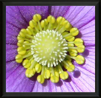 Metropolitan Art Museum - Met Art Museum