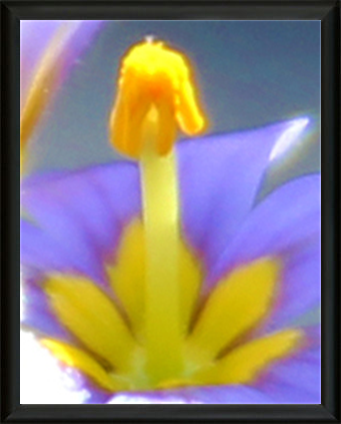 Macro Photography - Met Art Museum