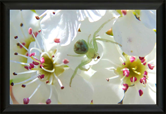 Wild Natural Photography - Met Art Museum