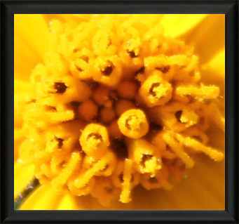 Macro Photos of Flowers - Met Art Museums