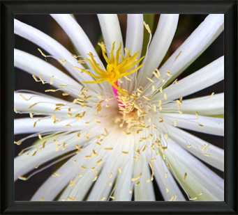 Beautiful Flowers - Met Art Museum