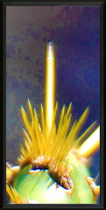 Natural Art Exhibition - Met Art Museum