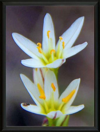 Beautiful Flowers of the World - Met Art Museum